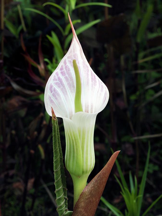 Cobra Lily