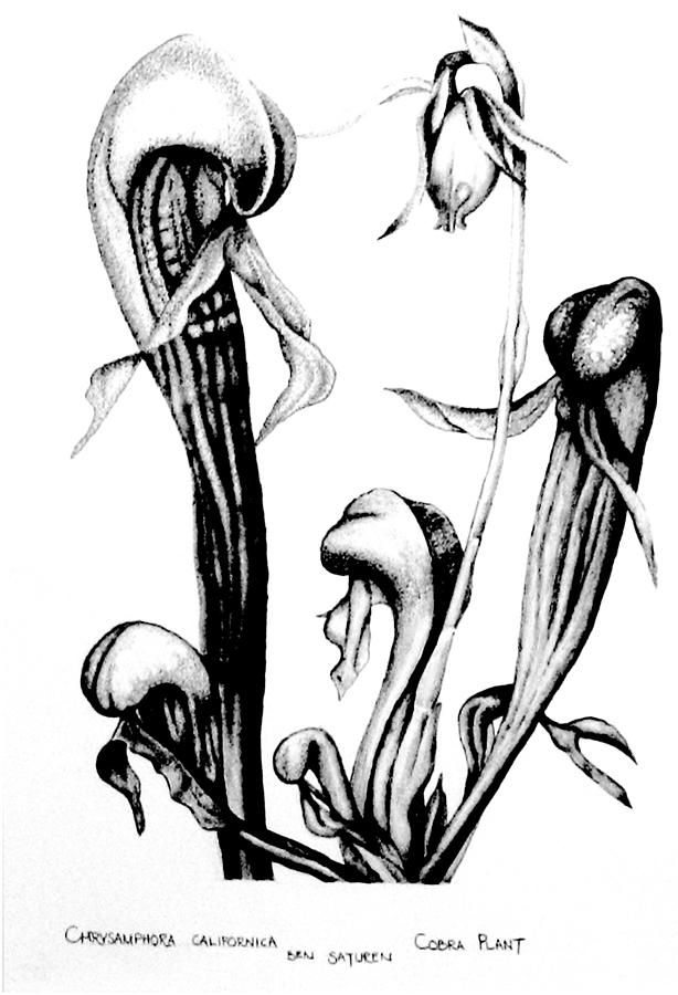 Cobra Plant Drawing by Ben Saturen