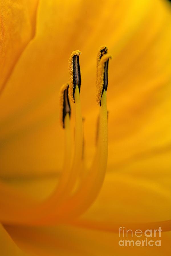 Cobras Inside a Day Lily  Photograph by Henry Kowalski