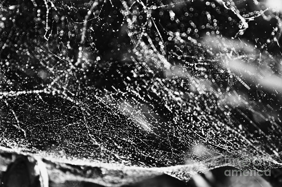 Cobweb Abstract Photograph by Clare Bevan