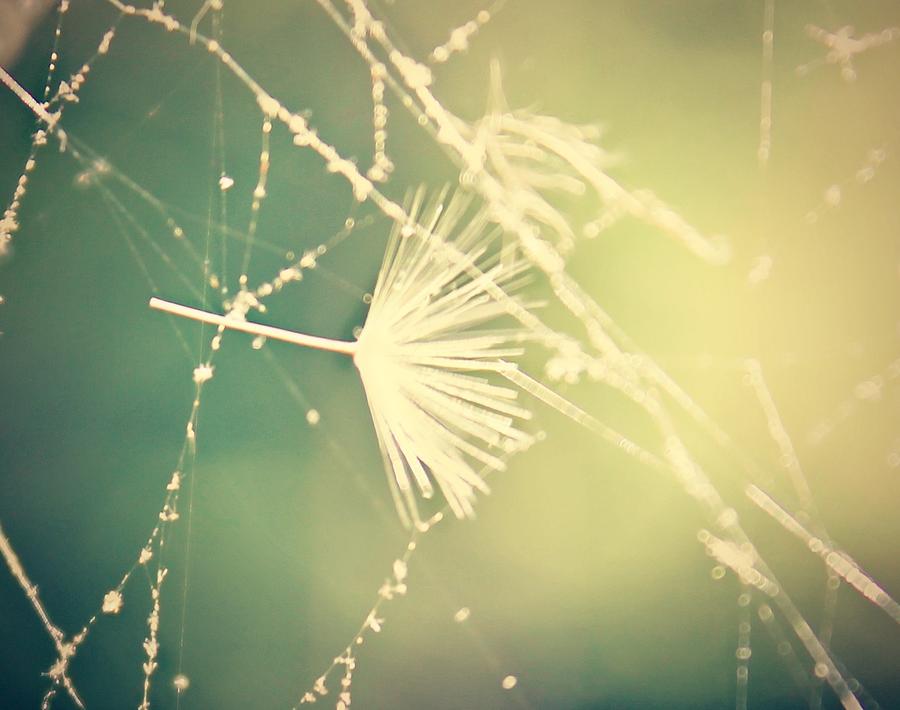 Nature Photograph - Cobweb Dandelion Seed by Candice Trimble
