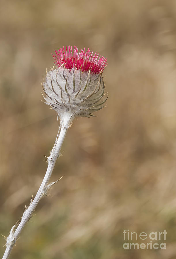 Cobweb thistle by Dan Suzio Cobweb thistle by Dan Suzio