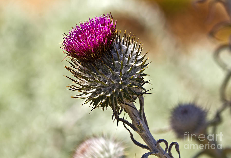 Cobwebby Thistle Photograph by Kate Brown