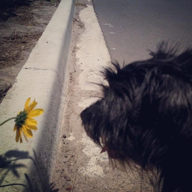 Coby With Sunflower Photograph by Mary Lee Grant