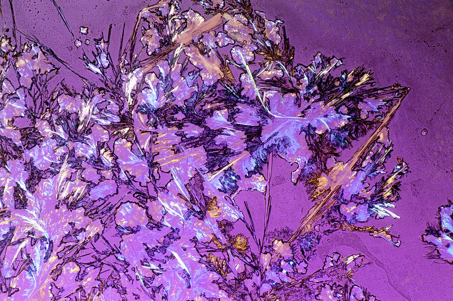 Cocaine Drug Crystals Photograph by Astrid & Hanns-frieder Michler/science Photo Library