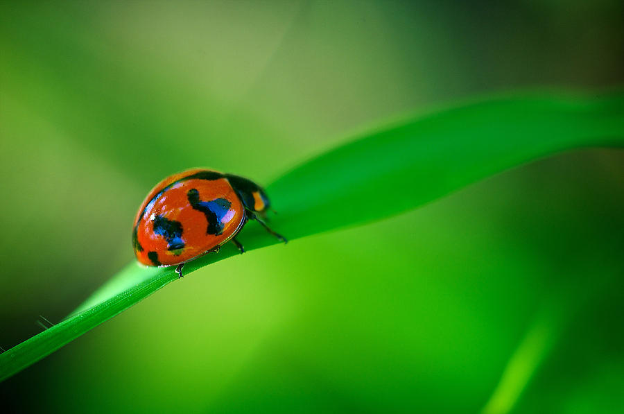 Coccinellidae Photograph by Arj Munoz