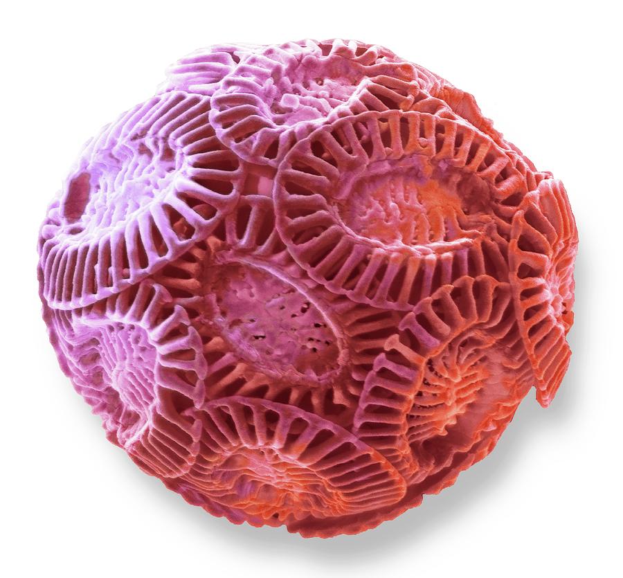 Coccolithophore by Steve Gschmeissner/science Photo Library