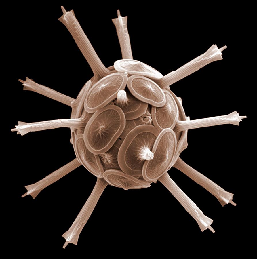 Nature Photograph - Coccolithophorid plankton, SEM by Science Photo Library