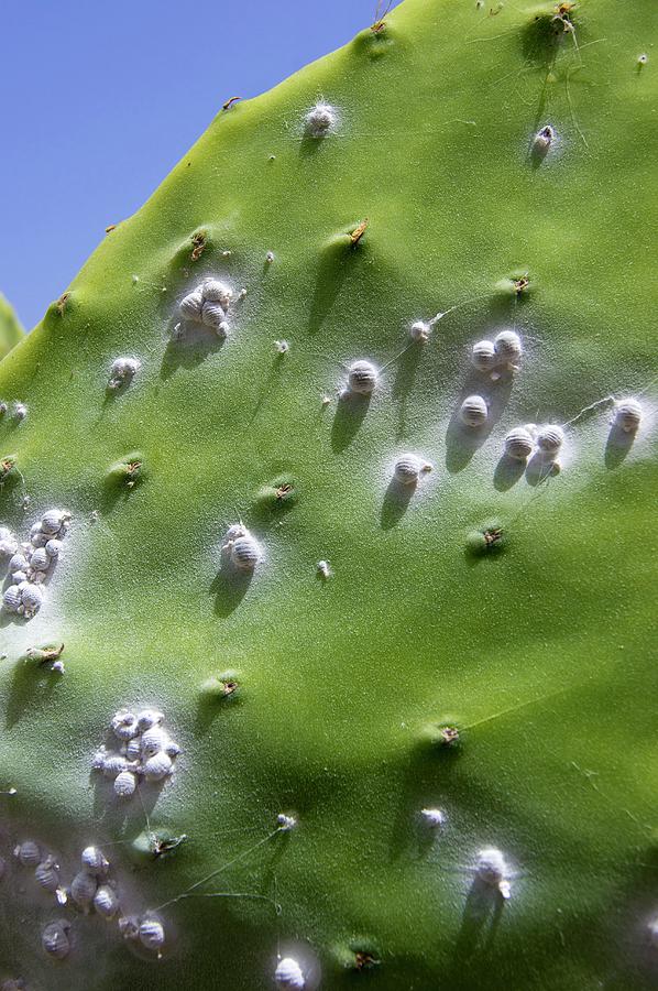 Cochineal Beetles On Prickly Pear Cactus Photograph by Mark Williamson