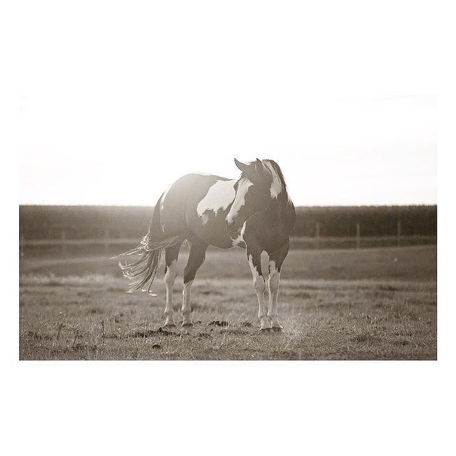 Horse Photograph - ❤️#cochise #pictapgo_app #horse by Marchellem Mosley