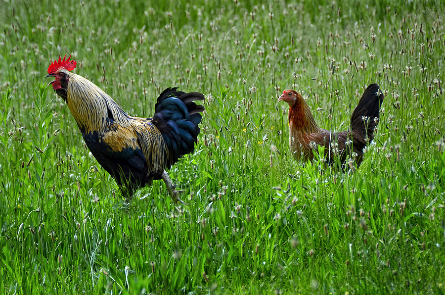Chicken Photograph - Cock-a-doodle-doo by Steven Michael