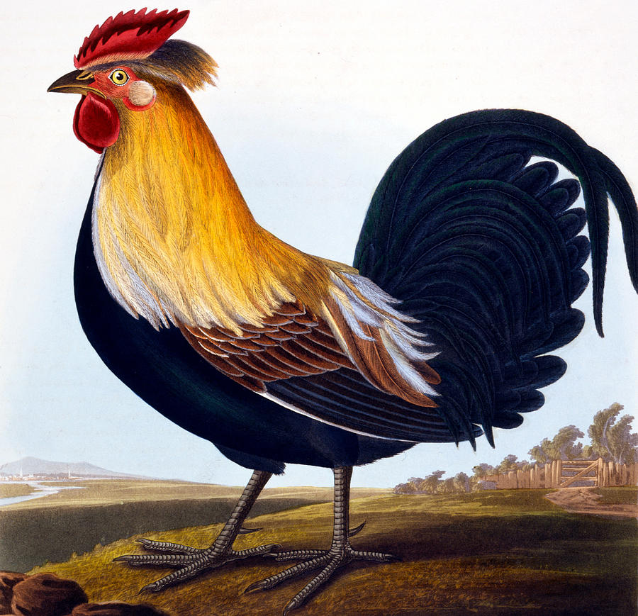 Bird Painting - Cock by CLE Perrott
