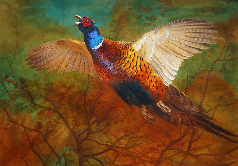 Cock Pheasant Painting by Celestial Images