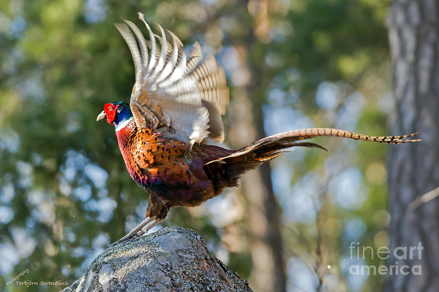 Cock Pheasant flapping his wings Photograph by Torbjorn Swenelius