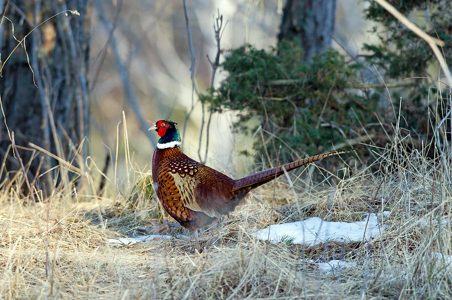 Cock Pheasant  Photograph by Torbjorn Swenelius