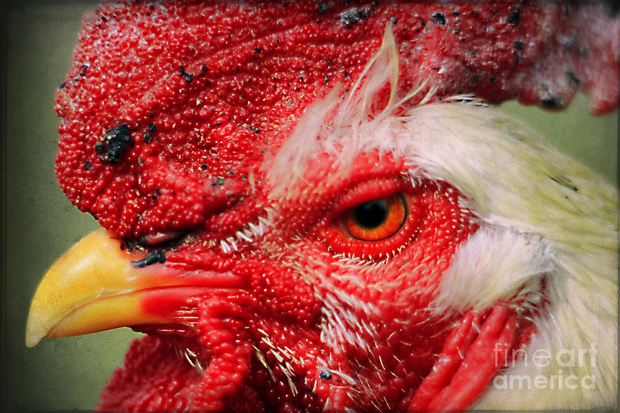 Chicken Photograph - Cockadoodledoo by Darren Fisher