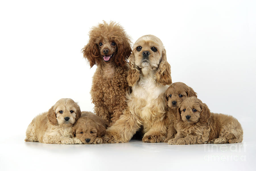 cockapoo family dog