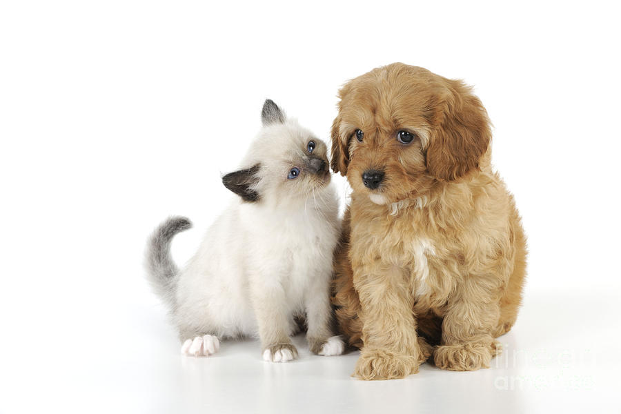 Cockapoo Puppy And Kitten Photograph by John Daniels