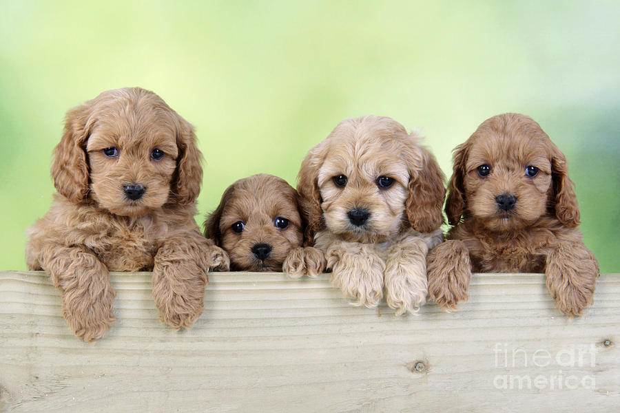 Dog Photograph - Cockapoo Puppy Dogs by John Daniels