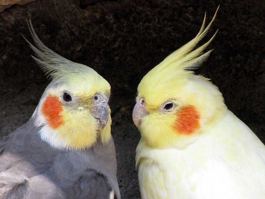 lutino cockatiel pair