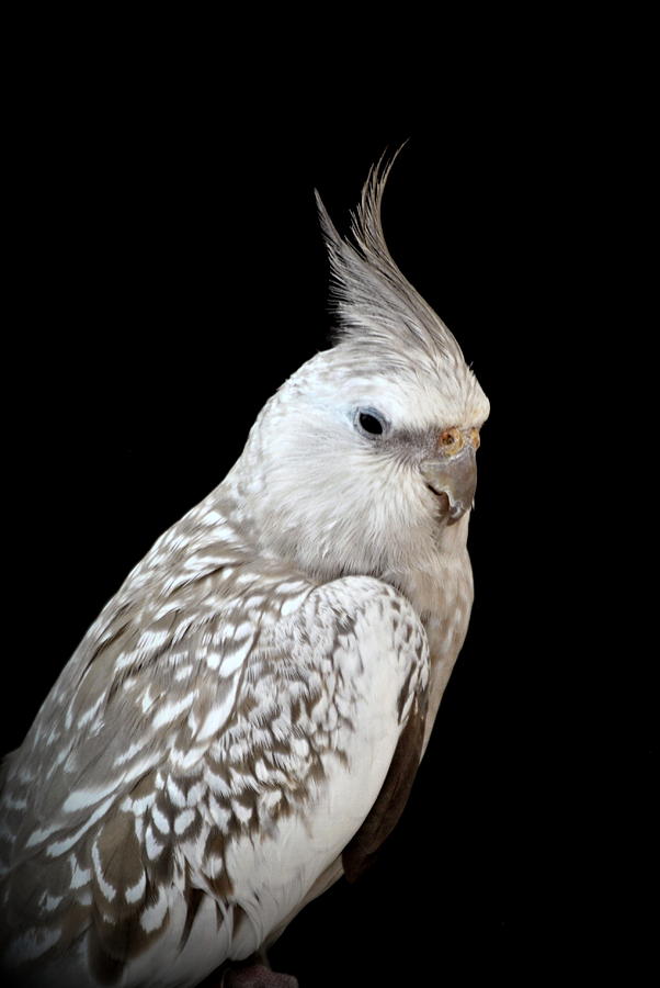 Cockatiel Nymphicus hollandicus Photograph by Nathan Abbott
