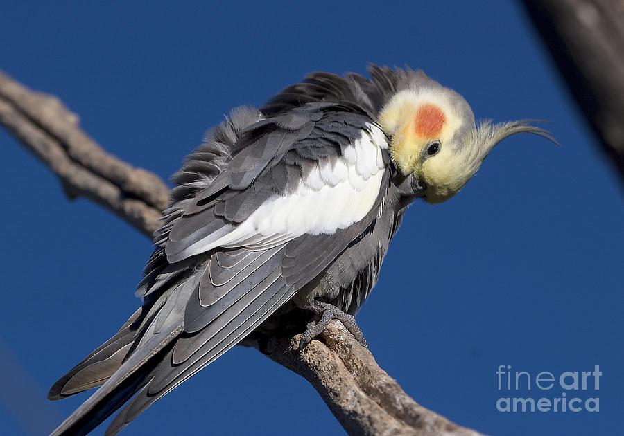 Cockatiel - Canberra - Australia Photograph by Steven Ralser