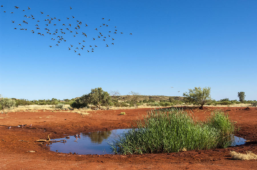 Cockatiels Flying To Desert Waterhole Photograph by D. Parer & E. Parer-Cook