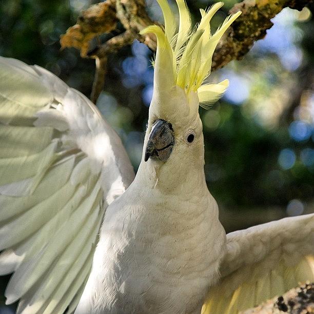 Cockatoo - Centennial Parklands Photograph by Addie Dordoma