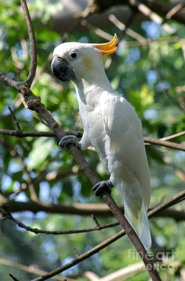 Bird Photograph - Cockatoo-7 by Gary Gingrich Galleries
