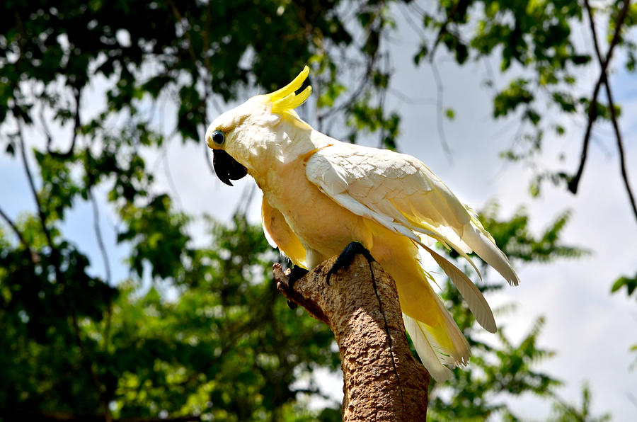 Cockatoo  Photograph by Ally  White
