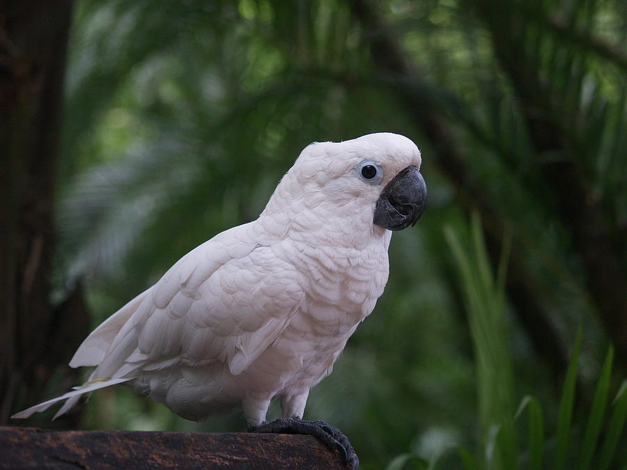 Cockatoo Photograph by Athala Bruckner
