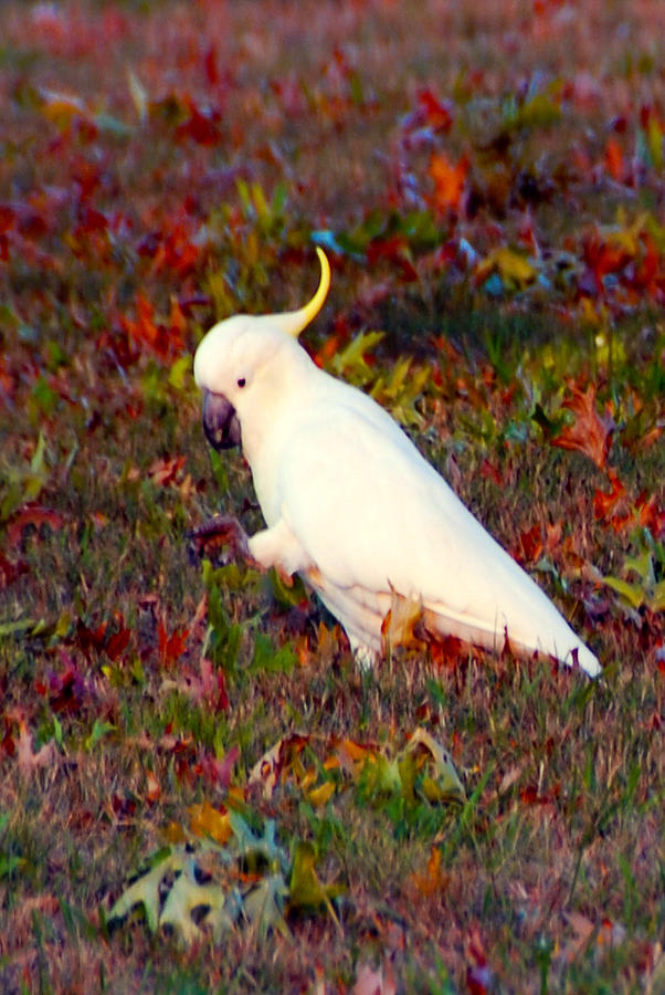 Cockatoo Color Photograph by Glen Johnson