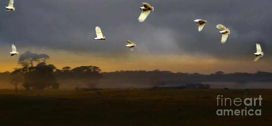 Bird Photograph - Cockatoo Dawn by Tristyn Lau