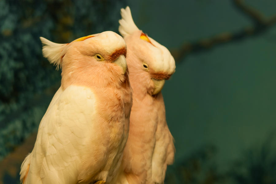 Cockatoo I Love You Photograph by Harry Strharsky