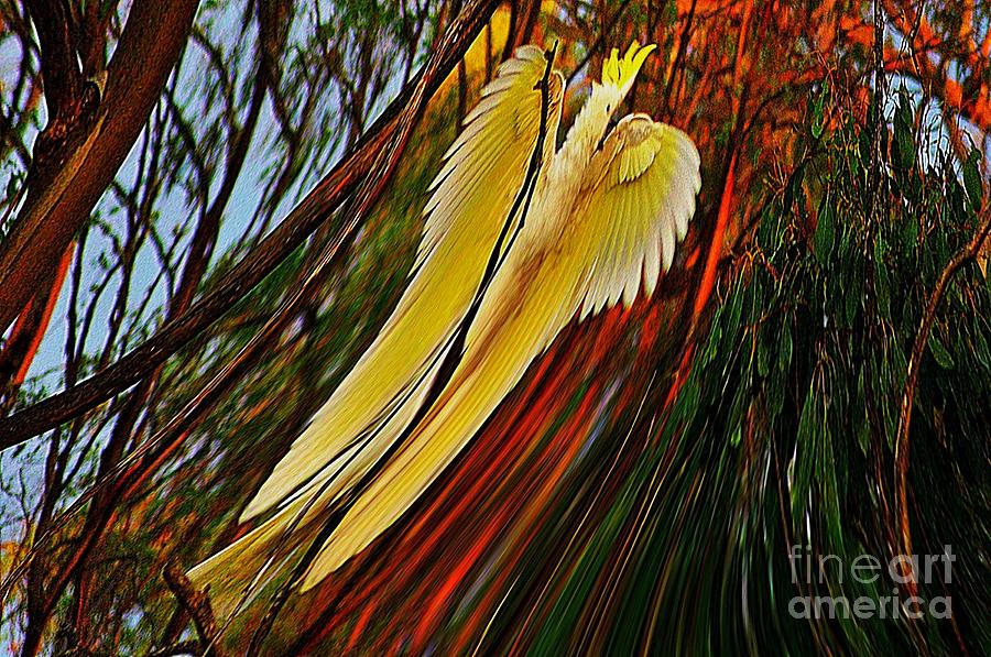 Cockatoo in abstract Photograph by Blair Stuart