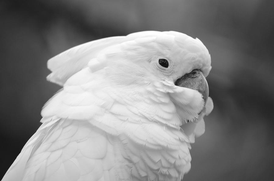 Cockatoo in Black and White Photograph by Richard Bryce and Family