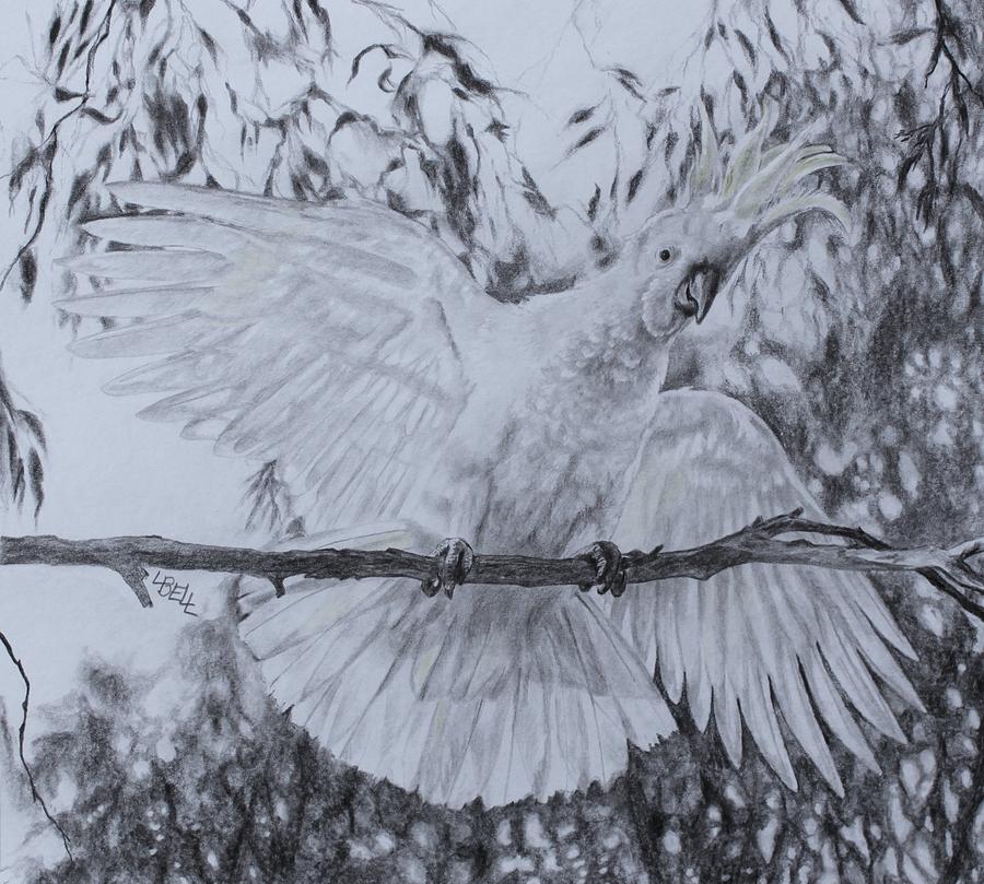 Cockatoo Drawing by Leonie Bell