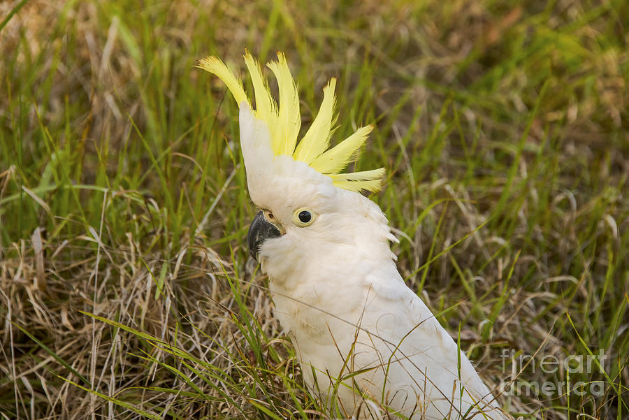 Cockatoo Portrait  Photograph by Bob Phillips