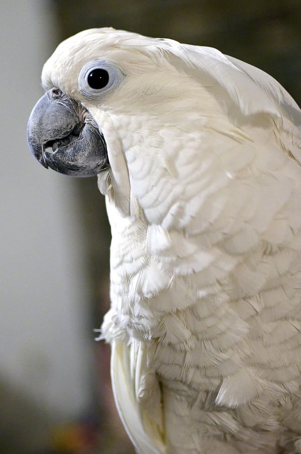 Cockatoo Portrait Photograph by Steve Tracy