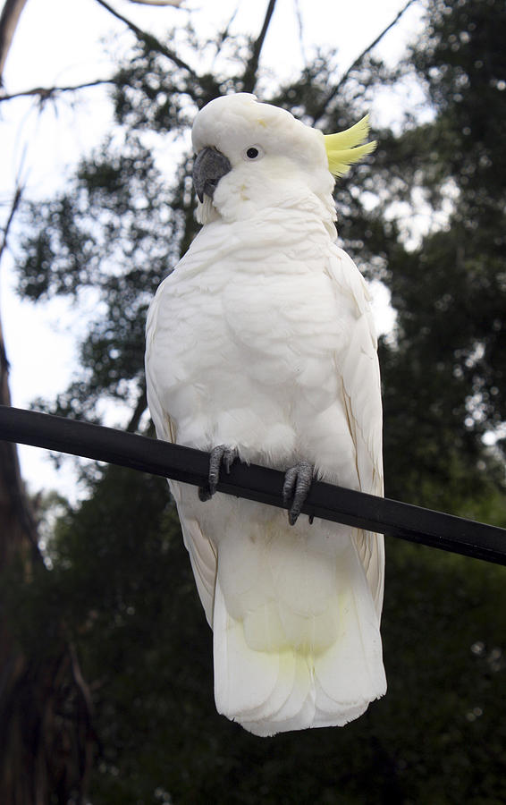 Cockatoo Photograph - Cockatoo white  by Mary  Sablovs