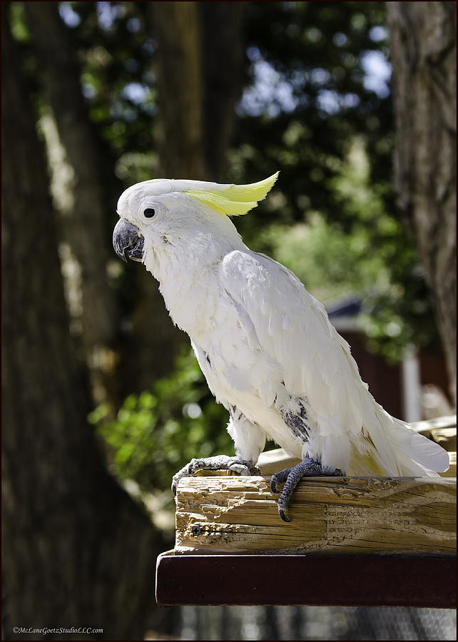 Cockatoo white parrot Photograph by LeeAnn McLaneGoetz McLaneGoetzStudioLLCcom