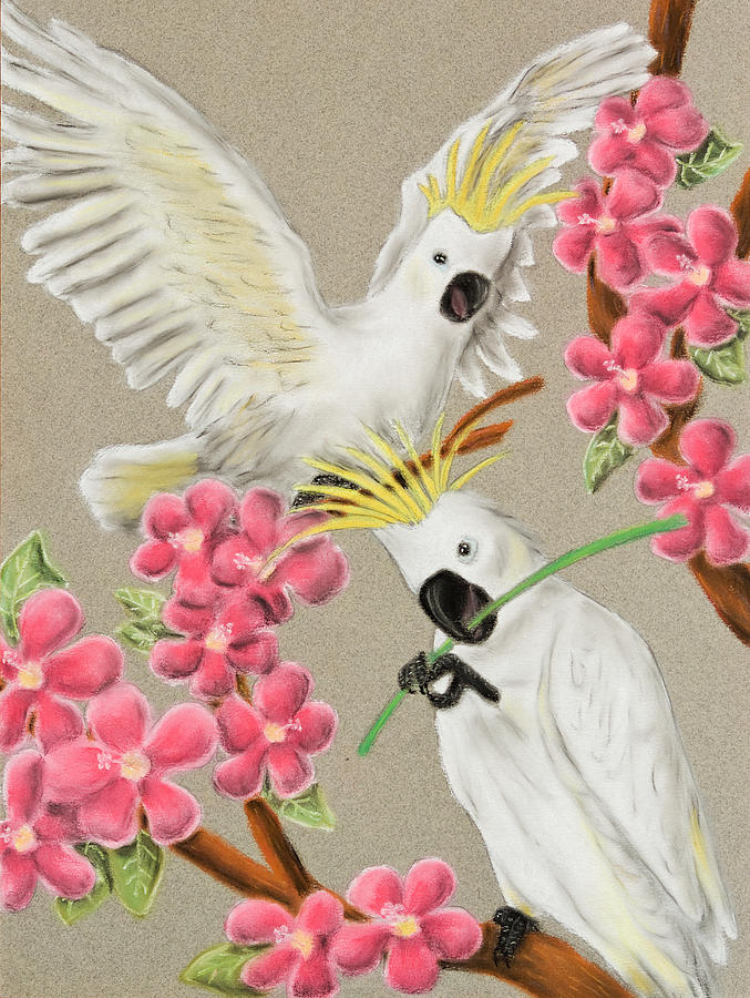 cockatoo drawing cockatoo drawing