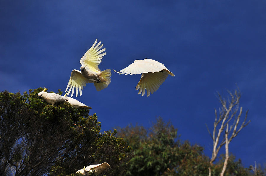 Cockatoos On the Wing Photograph by Harry Spitz