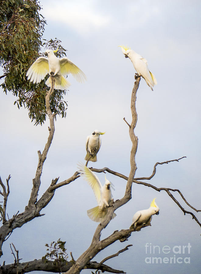 Cockatoos - Canberra - Australia Photograph by Steven Ralser