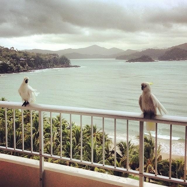 Cockatoos Too #hamiltonisland Photograph by Nadia S