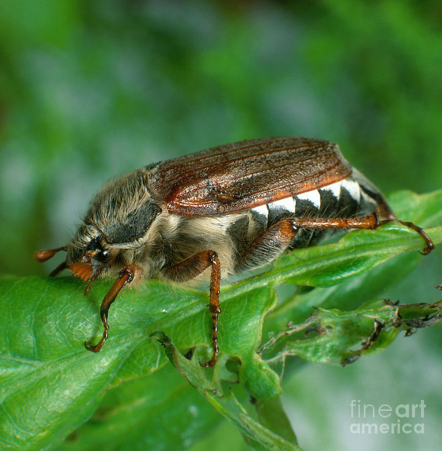 Cockchafer Beetle Photograph by Hans Reinhard
