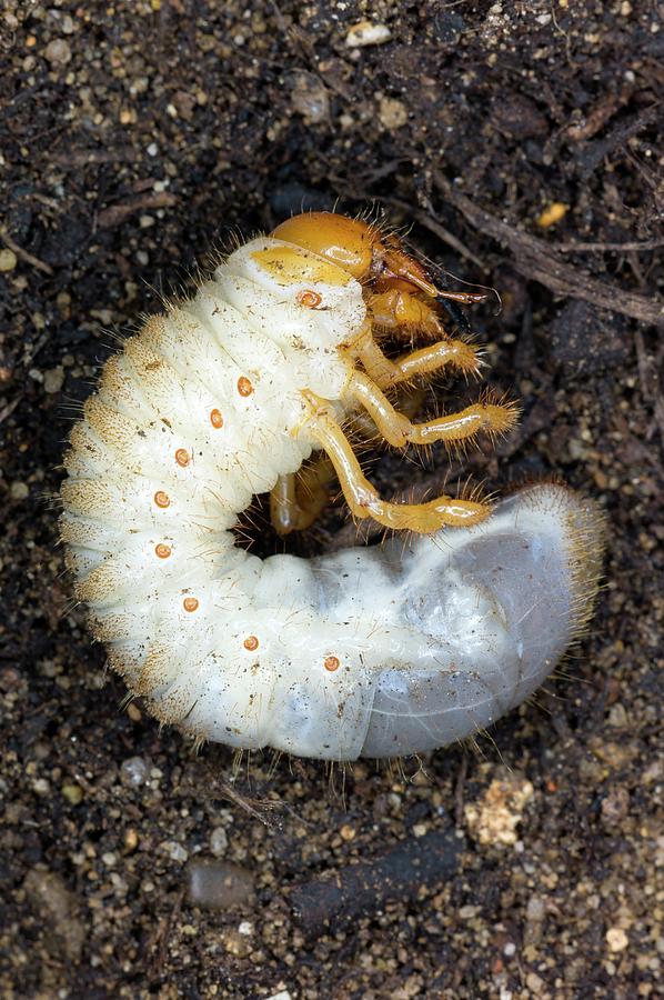 Cockchafer Larva (melolontha Melolontha) Photograph by Dr Jeremy ...