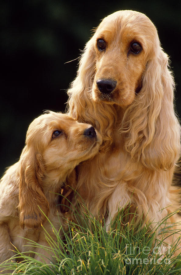 Dog Photograph - Cocker Spaniel And Pup by Jean-Michel Labat