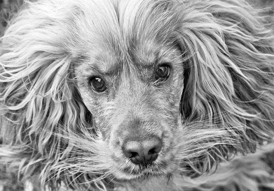 Cocker spaniel dog black and white Photograph by Brch Photography