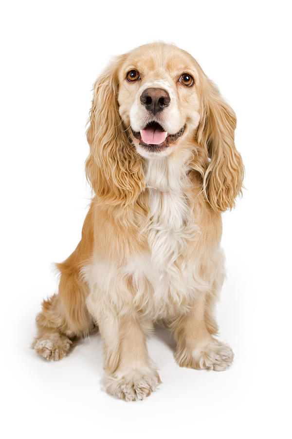 Dog Photograph - Cocker Spaniel Dog Isolated on White by Good Focused